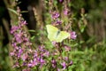 Common brimstone - Gonepteryx rhamni yellow butterfly