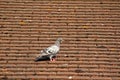 Common british pidgeon on roof tiles