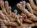 Common brittlestar,Ophiura ophiura,