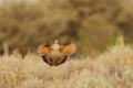 Common Bronzewing