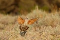 Common Bronzewing