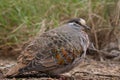 Common bronzewing