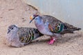 Common Bronzewing