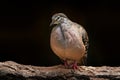 Common bronzewing, Phaps chalcoptera, bird from Australia. Pigeon sitting the tree branch in the dark forest. Beautiful dove in