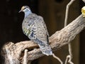 Common bronzewing, Phaps chalcoptera, a nicely colored pigeon sitting on a branch