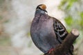 Common bronzewing, Phaps chalcoptera. a species of medium-sized, heavily built pigeon. Birds watching