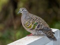 Female Common Bronzewing