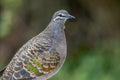 Female Common Bronzewing