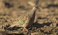 Common Bronzewing pigeon walking on the ground