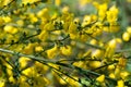 Common broom, .Cytisus scoparius yellow flowers closeup selective focus Royalty Free Stock Photo