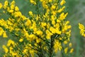 Common broom, .Cytisus scoparius yellow flowers closeup selective focus Royalty Free Stock Photo