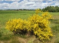Common broom or Scotch broom yellow flowering Royalty Free Stock Photo