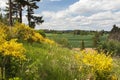 common broom or Scotch broom yellow flowering Royalty Free Stock Photo