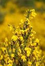 common broom or Scotch broom yellow flowering Royalty Free Stock Photo