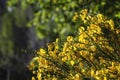 Common broom yellow flowers Royalty Free Stock Photo