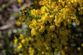 Common broom yellow flowers Royalty Free Stock Photo