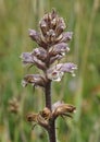 Common Broomrape Royalty Free Stock Photo