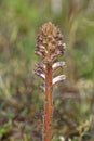 Common Broomrape Royalty Free Stock Photo
