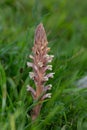 Common broomrape (orobanche minor Royalty Free Stock Photo