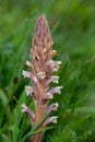 Common broomrape (orobanche minor Royalty Free Stock Photo
