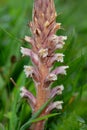Common broomrape (orobanche minor Royalty Free Stock Photo