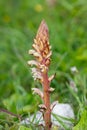 Common broomrape (orobanche minor Royalty Free Stock Photo