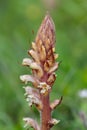 Common broomrape (orobanche minor Royalty Free Stock Photo