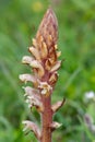 Common broomrape (orobanche minor Royalty Free Stock Photo