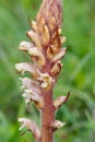 Common broomrape (orobanche minor Royalty Free Stock Photo