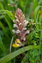 Common broomrape (orobanche minor Royalty Free Stock Photo