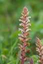 Common broomrape (orobanche minor Royalty Free Stock Photo