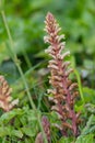Common broomrape (orobanche minor Royalty Free Stock Photo