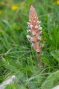 Common broomrape (orobanche minor Royalty Free Stock Photo