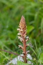 Common broomrape (orobanche minor Royalty Free Stock Photo