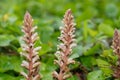 Common broomrape (orobanche minor Royalty Free Stock Photo