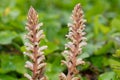 Common broomrape (orobanche minor Royalty Free Stock Photo