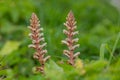 Common broomrape (orobanche minor Royalty Free Stock Photo