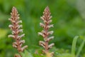 Common broomrape (orobanche minor Royalty Free Stock Photo