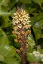 Common Broomrape, Orobanche minor