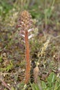 Common Broomrape Royalty Free Stock Photo