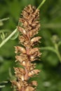 Common Broomrape Royalty Free Stock Photo