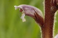 Common Broomrape Royalty Free Stock Photo