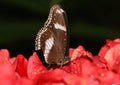 Common brown butterfly sucking on nectar from hisbicus flower. Royalty Free Stock Photo