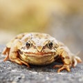 Common brown frog macro image Royalty Free Stock Photo