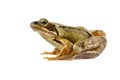 Common brown frog preparing to leap