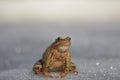 Common Brown frog rana temporaria.