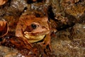 Common brown frog Rana temporaria in Montseny, Gerona, Spain