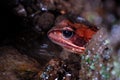 Common brown frog Rana temporaria in Montseny, Gerona, Spain