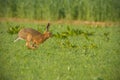 Common brown hare running through lush green field