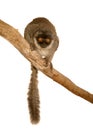 Common Brown Lemur Royalty Free Stock Photo